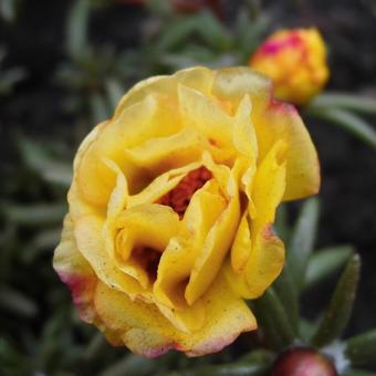 Portulaca grandiflora