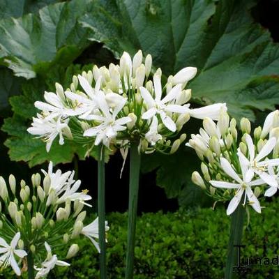 Agapanthus 'Whitney' - 