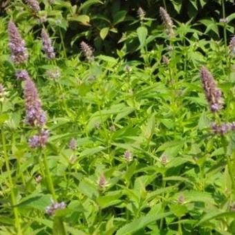 Agastache 'Blue Fortune'