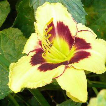 Hemerocallis 'Fooled Me'