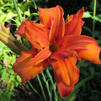 Hemerocallis fulva 'Flore Pleno'