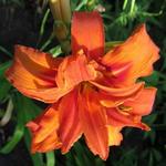 Hemerocallis fulva 'Flore Pleno' - 