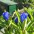 Gentiana makinoi 'Marsha'