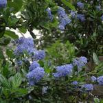 Ceanothus thyrsiflorus - Kalifornischer Flieder