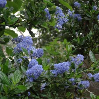 Ceanothus thyrsiflorus