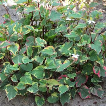 Houttuynia cordata 'Chameleon'