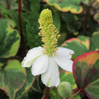 Houttuynia cordata 'Chameleon'