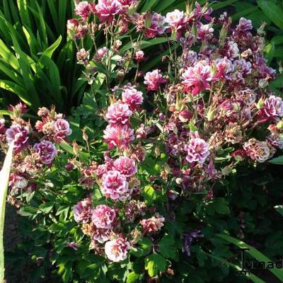 Aquilegia vulgaris CLEMENTINE -serie - 