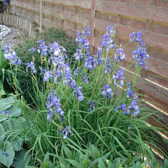 Iris laevigata 'Mottled Beauty'