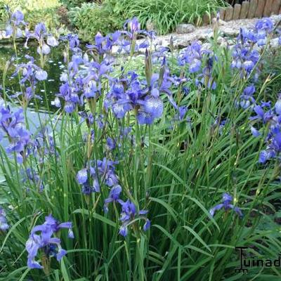 Iris laevigata 'Mottled Beauty' - Iris laevigata 'Mottled Beauty'