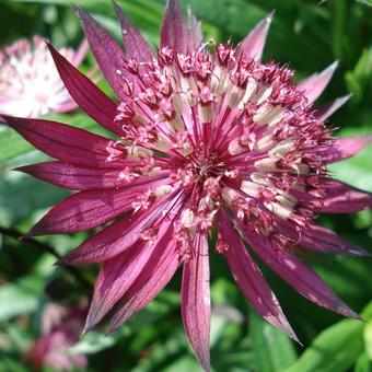 Astrantia major 'Ruby Star'