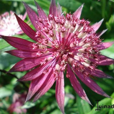 Astrantia major 'Ruby Star' - 