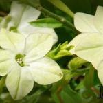 Nicotiana alata 'Lime Green' - 