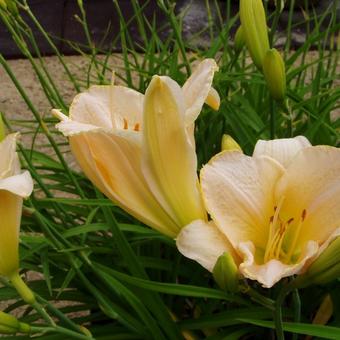 Hemerocallis 'Glowing Cantaloupe'