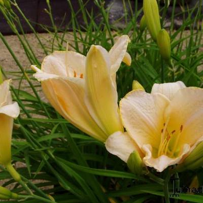 Hemerocallis 'Glowing Cantaloupe' - 