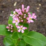 Escallonia laevis 'Pink Elle'