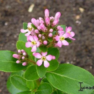 Escallonia laevis 'Pink Elle' - 