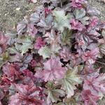 Heuchera 'Frosted Violet' - 