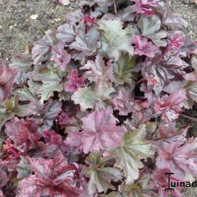 Heuchera 'Frosted Violet' - Heuchera 'Frosted Violet'