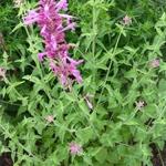 Agastache 'Heatwave' - 