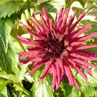 Dahlia 'Nuit d’Eté'