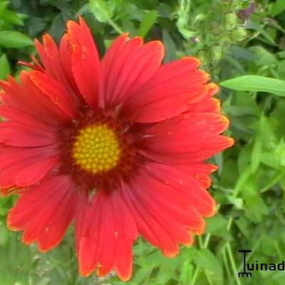 Gaillardia x grandiflora 'Burgunder' - Gaillardia x grandiflora 'Burgunder'