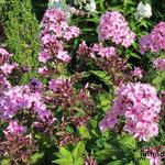 Phlox paniculata 'SWEET SUMMER Melody` - 