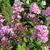 Phlox paniculata 'SWEET SUMMER Melody`