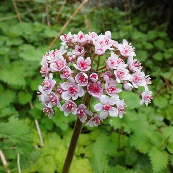 Darmera peltata