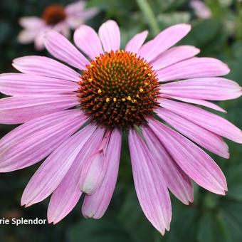 Echinacea purpurea 'Prairie Splendor'