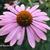 Echinacea purpurea 'Prairie Splendor'