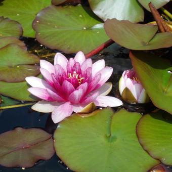 Nymphaea 'Attraction'