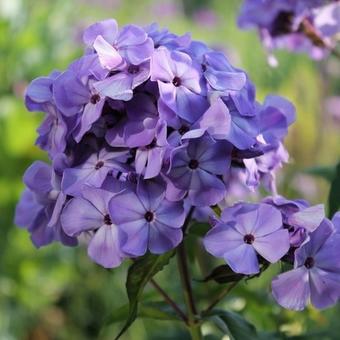 Phlox paniculata 'Violet FLAME'