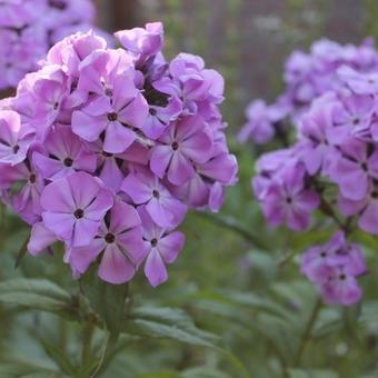 Phlox paniculata 'Violet FLAME'