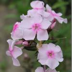 Phlox paniculata 'SWEET SUMMER Sensation' - 