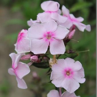 Phlox paniculata 'SWEET SUMMER Sensation'