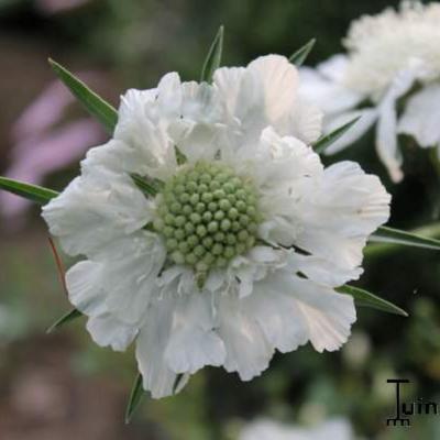 Scabiosa caucasica 'Alba'