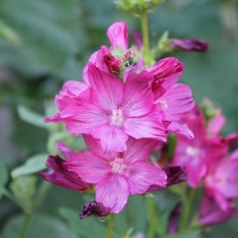 Sidalcea 'Red Wine'