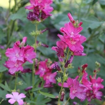 Sidalcea 'Red Wine'