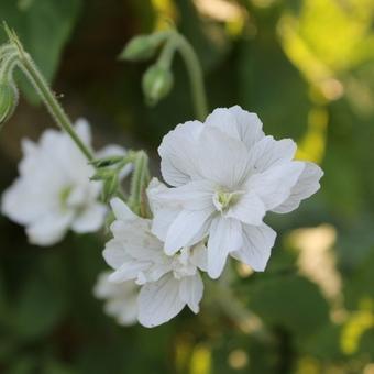 Geranium pratense 'Plenum Album'