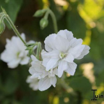 Geranium pratense 'Plenum Album' - 