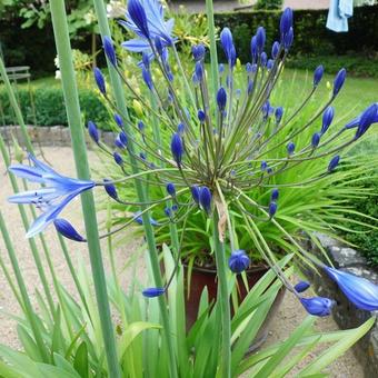 Agapanthus 'Blue Giant'