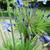 Agapanthus 'Blue Giant'