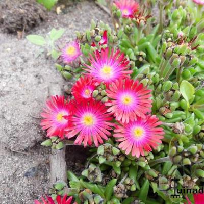 Delosperma - 