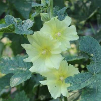 Alcea rugosa - Gelbe Stockrose - Alcea rugosa