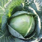 Brassica oleracea - Chou commun