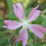 Lavatera cachemiriana - 