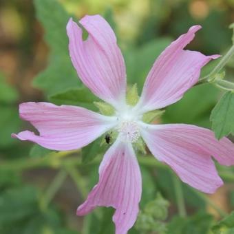 Lavatera cachemiriana