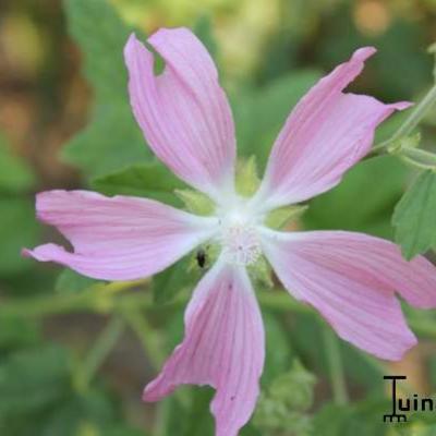 Lavatera cachemiriana - 