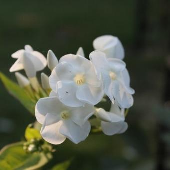 Phlox paniculata 'Rembrandt'